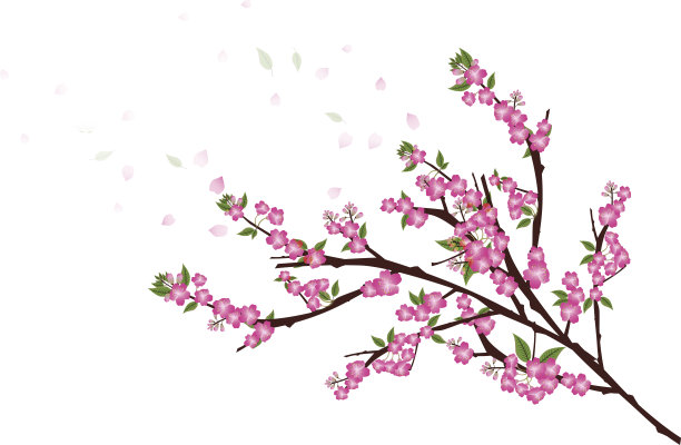 樱花花朵背景。樱花孤立白色背木图片下载