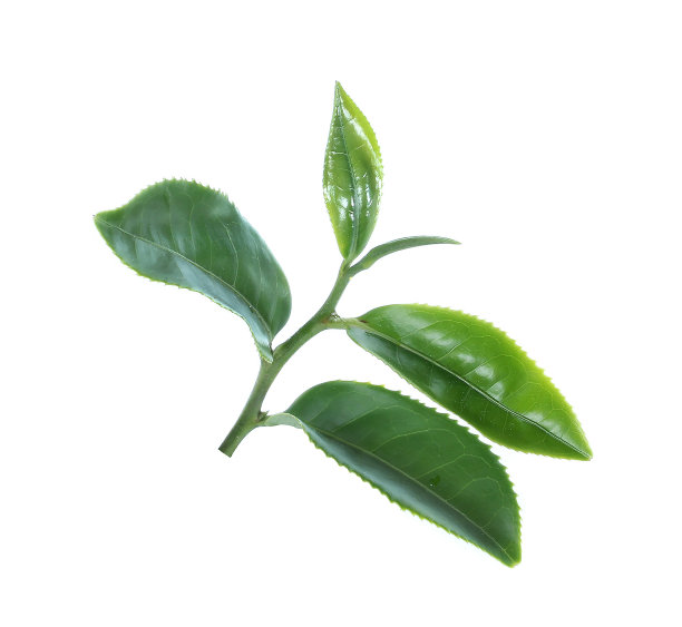 白色背景上孤立的绿茶叶子图片下载