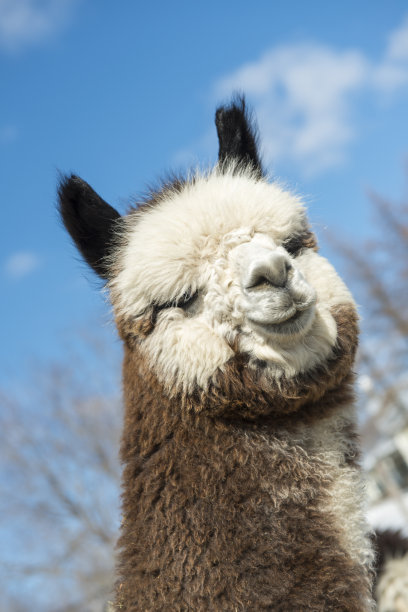 有趣的羊驼图片下载