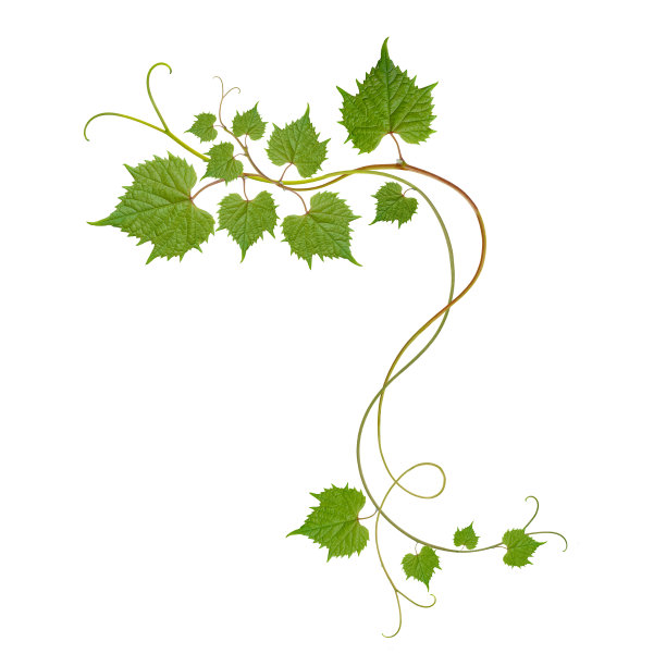 葡萄叶图片下载