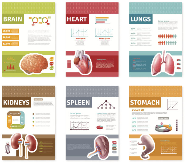 人体内部器官横幅图片下载