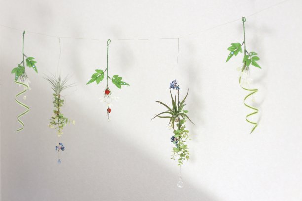 空气的植物图片下载