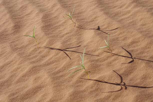沙漠中的植物图片下载