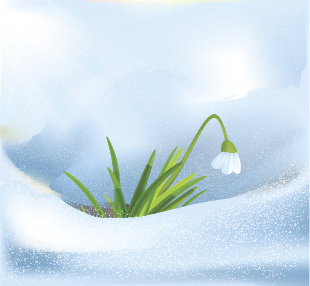 雪花莲图片下载