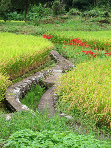 稻田和丛枝孤挺花图片下载
