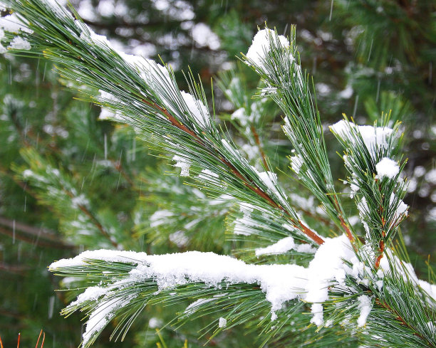 冬天松树树枝图片下载