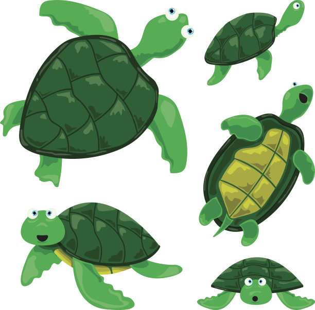 海龟图片下载