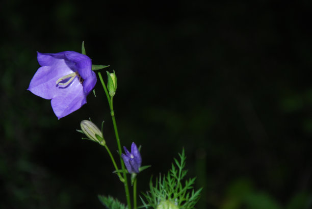 蓝铃花特写图片下载