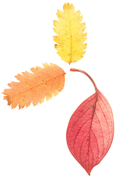 秋天的叶子。图片下载