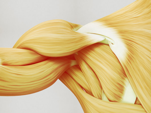 人体解剖学肌肉肩部。3 d演示。图片下载