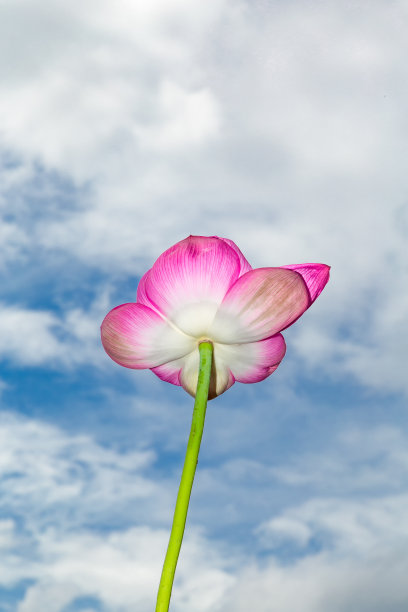 荷花长得像向日葵一样高。图片下载