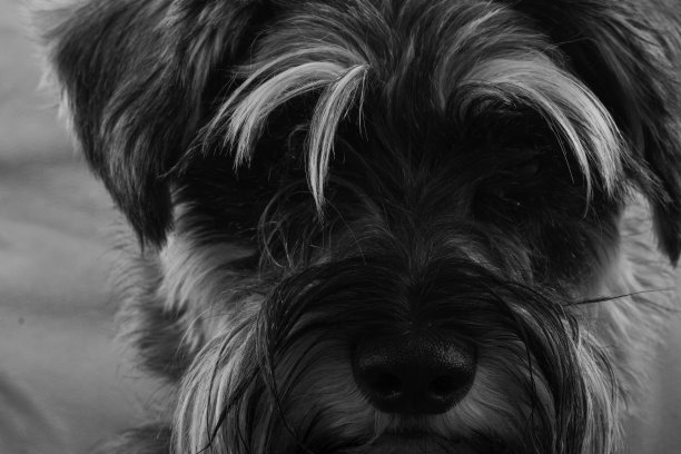 雪纳瑞犬图片下载