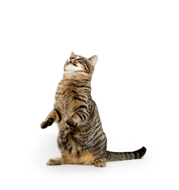 可爱的虎斑猫在白色上玩耍图片下载