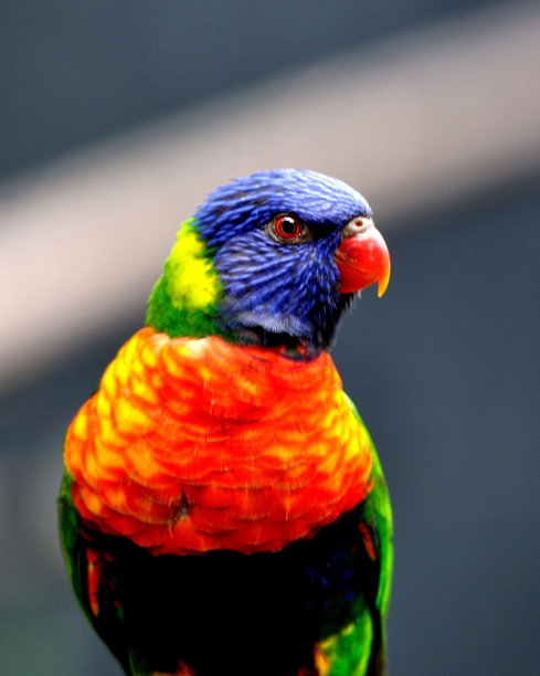 红金刚鹦鹉图片下载