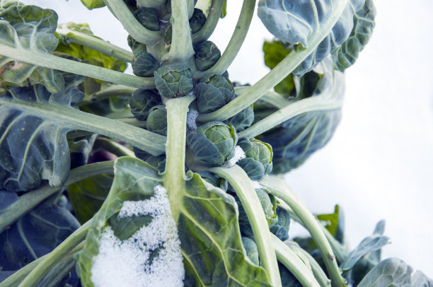 雪原上的球芽甘蓝素材图片