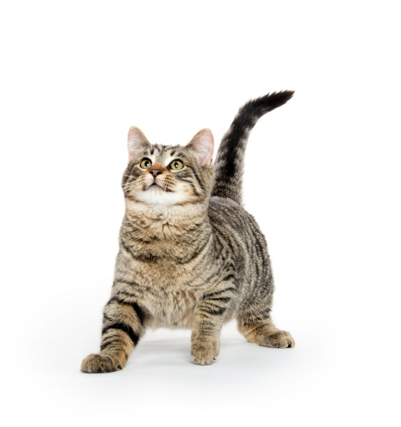 可爱的虎斑猫在白色上玩耍图片下载