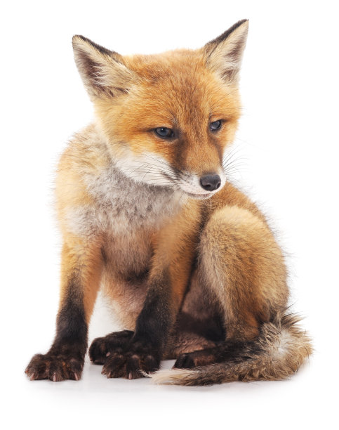 小狐狸。图片下载