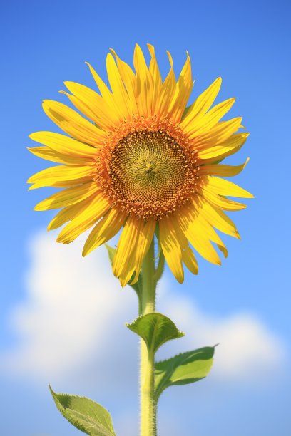 向日葵图片下载