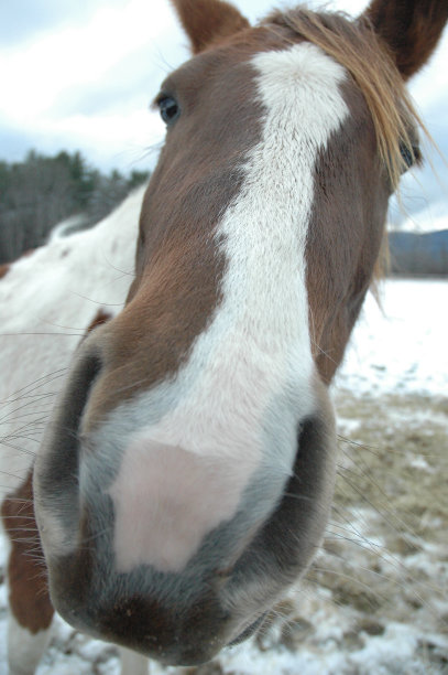 好奇的马图片下载