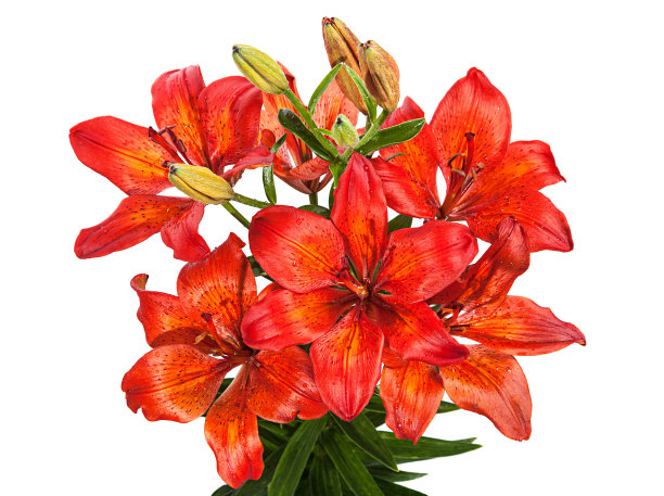 红色莉莉花图片下载