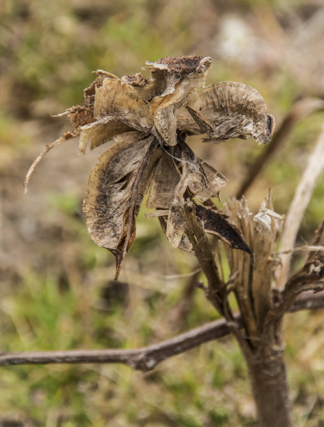 花棉头图片下载