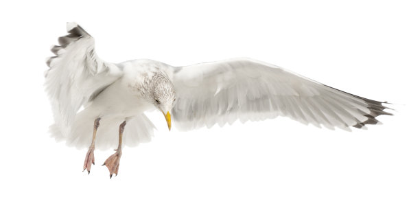 欧洲银鸥，Larus argentatus, 4岁，会飞图片下载