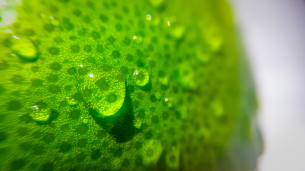 两个绿色的葡萄柚在木面板上图片下载