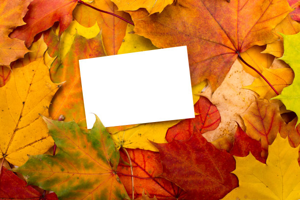 秋叶和白床单的背景图片下载