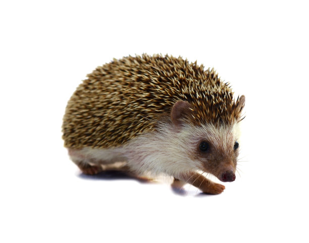 刺猬孤立在白色背景图片下载