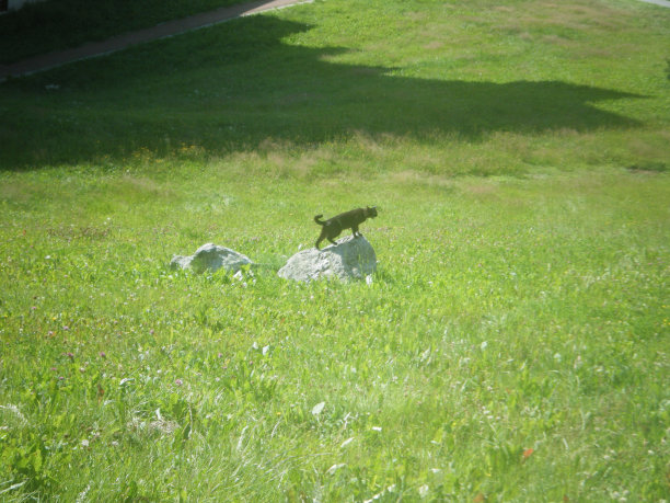 歌洛莉亚是她的名字图片下载