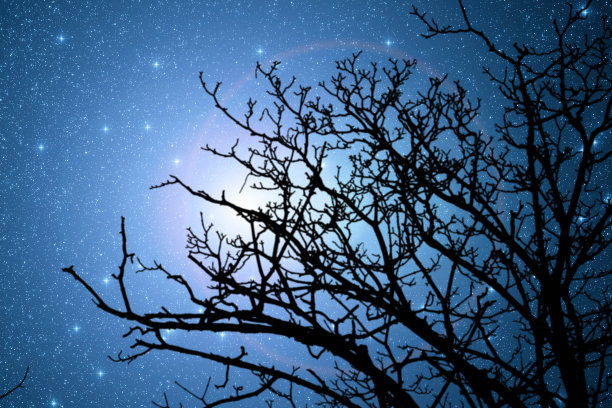 冬日繁星点点的森林剪影图片下载