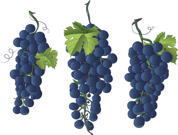 黑葡萄设计矢量元素素材图片