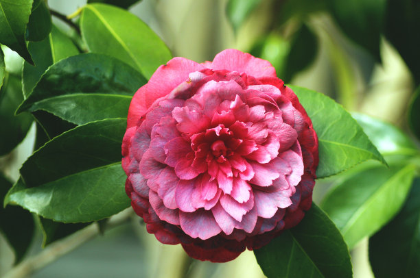 紫色的山茶花图片下载