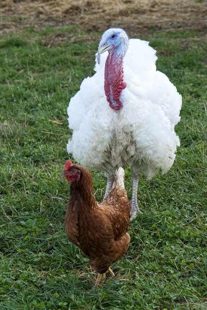 土耳其和鸡图片下载