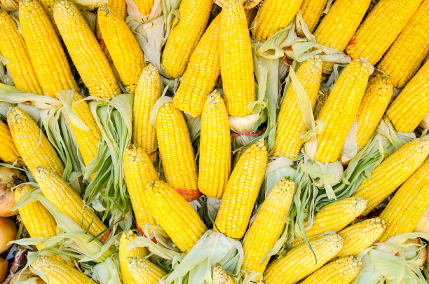 干玉米的质地背景图片下载