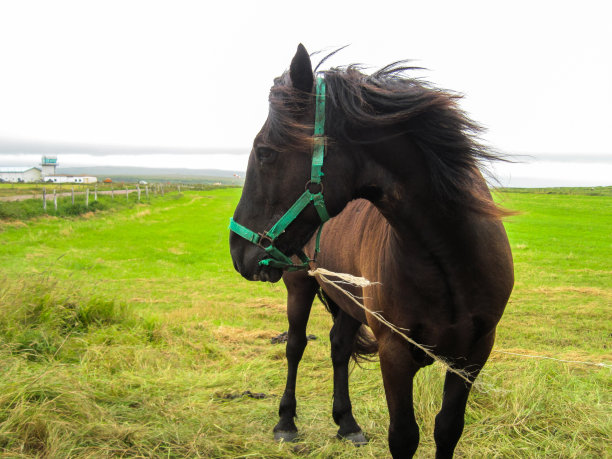 在法国领土圣皮埃尔和密克隆的马图片下载