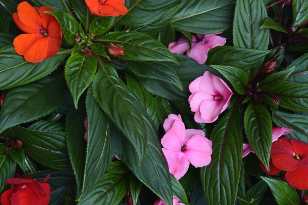 布鲁姆图片下载