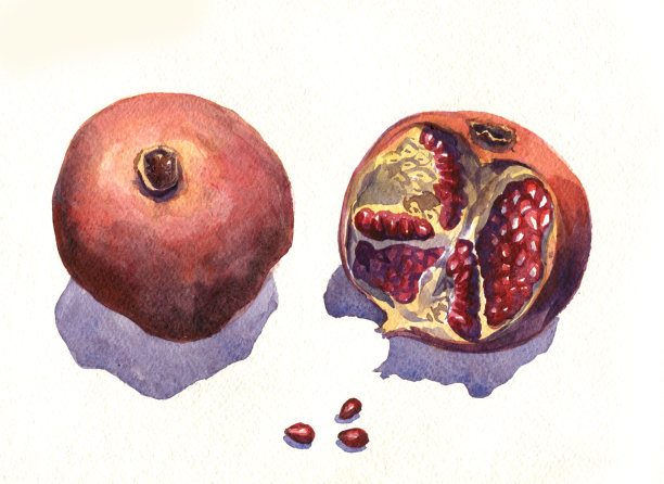 水彩画在白色背景上的石榴图片下载