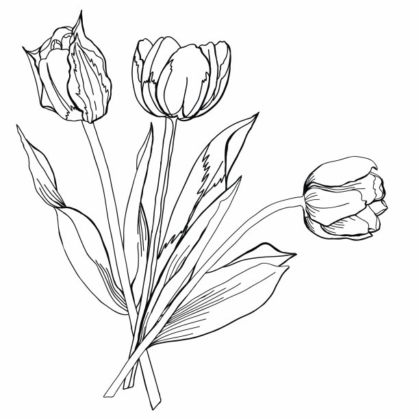 郁金香。草图黑色和白色。图片下载