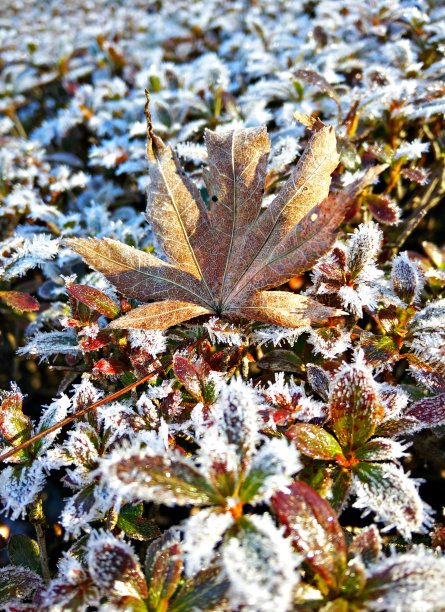 单片枫叶覆盖霜冻的植物图片下载