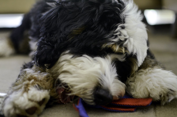 爱玩的狗在家里图片下载