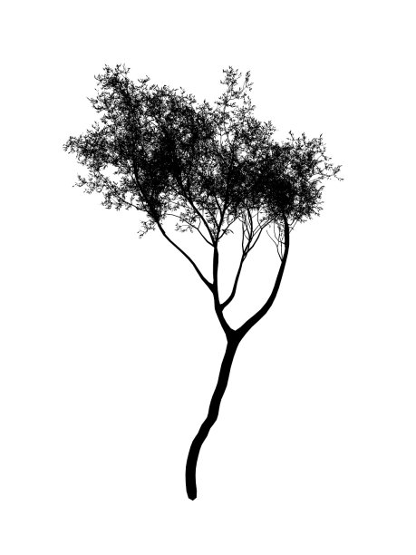 松轮廓图片下载