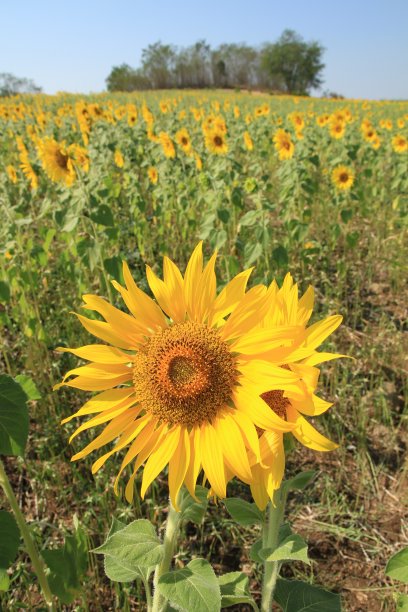 向日葵图片下载