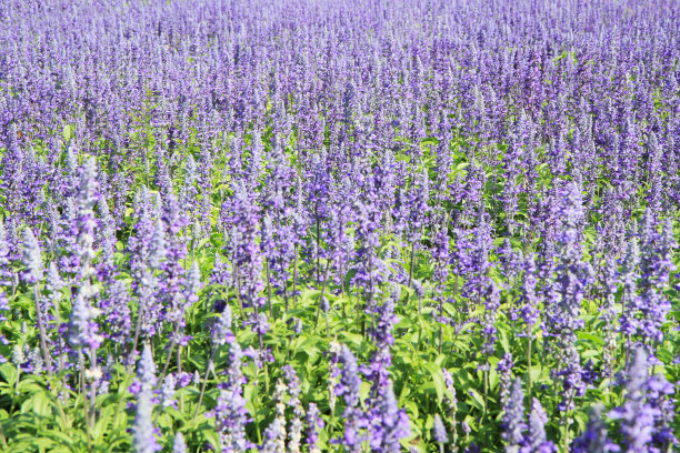 薰衣草花图片下载
