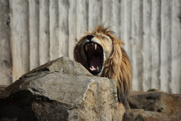 M ?nnlicher L ?我们图片下载