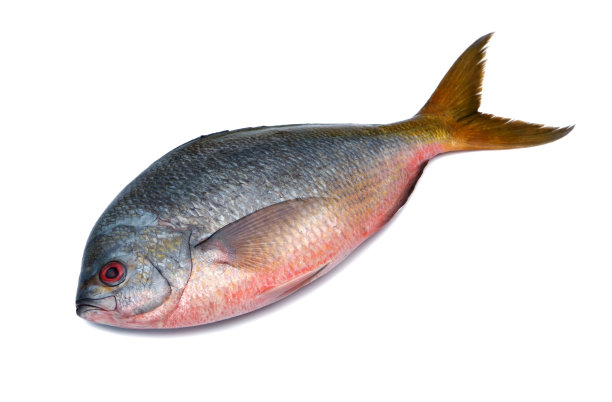 孤立在白色背景上的黄尾鱼图片下载