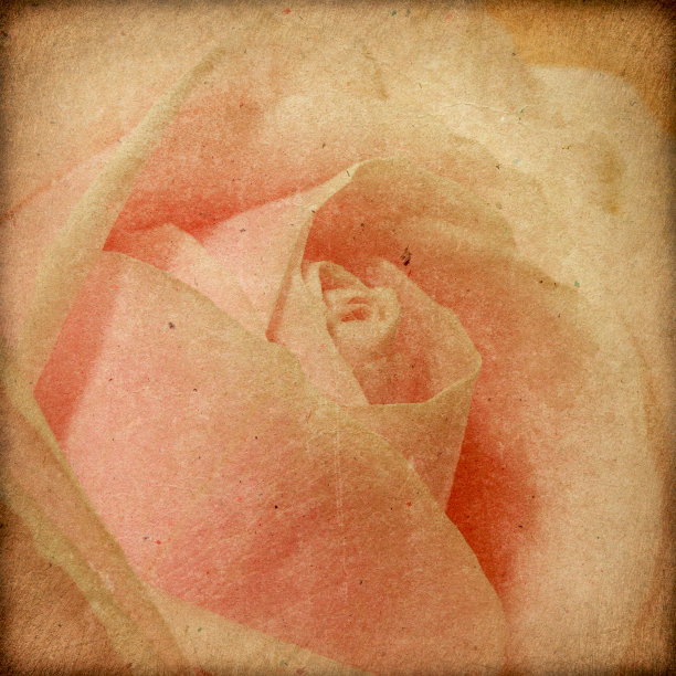 贺卡和盛开的玫瑰图片下载