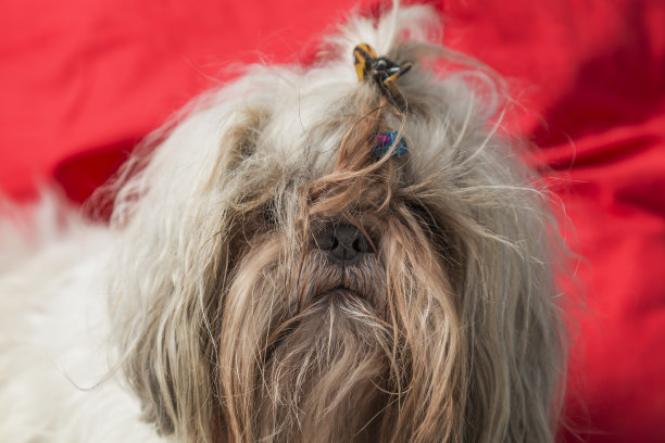 蓬乱的石子毛小狗狗肖像图片下载