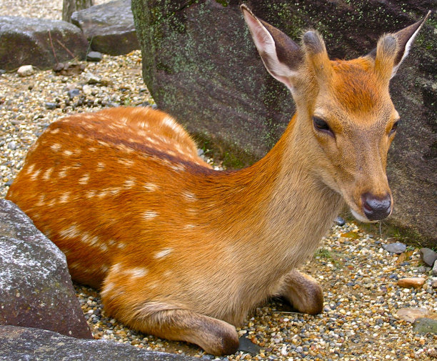 在日本奈良休息的鹿图片下载