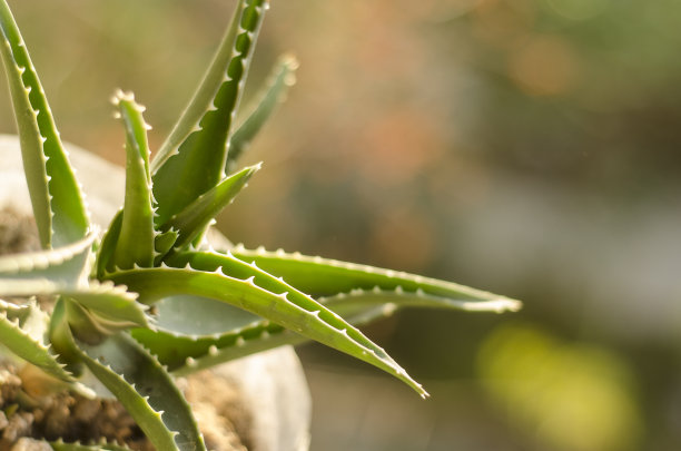 仙人掌图片下载